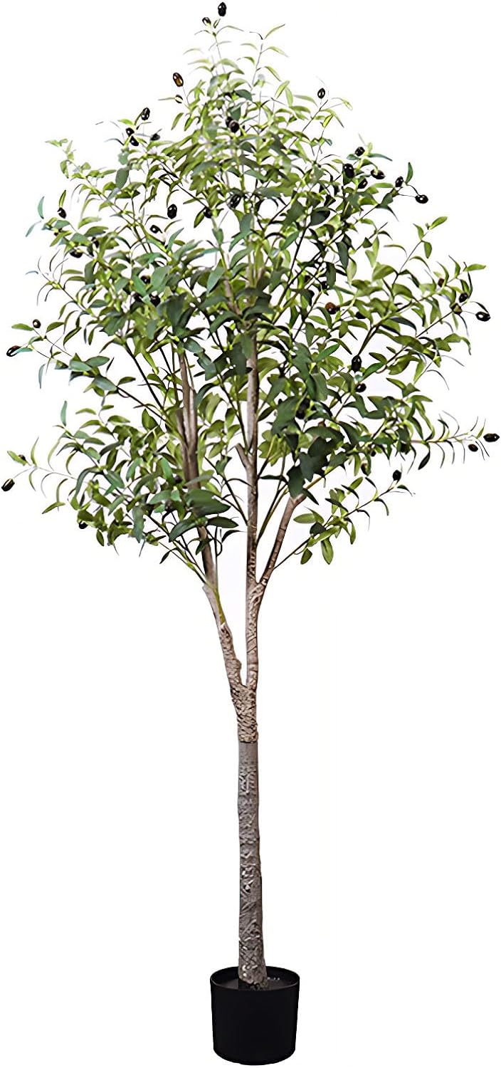 Árbol de Olivo [061]