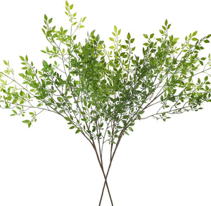 Planta [061]