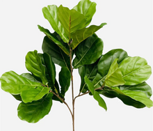 Cargar imagen en el visor de la galería, Planta Pandurata [042]
