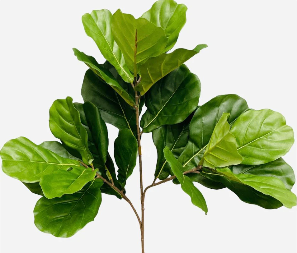 Planta Pandurata [042]