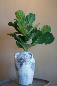 Planta Pandurata [042]