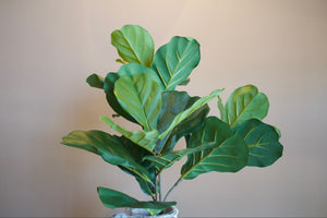 Planta Pandurata [042]