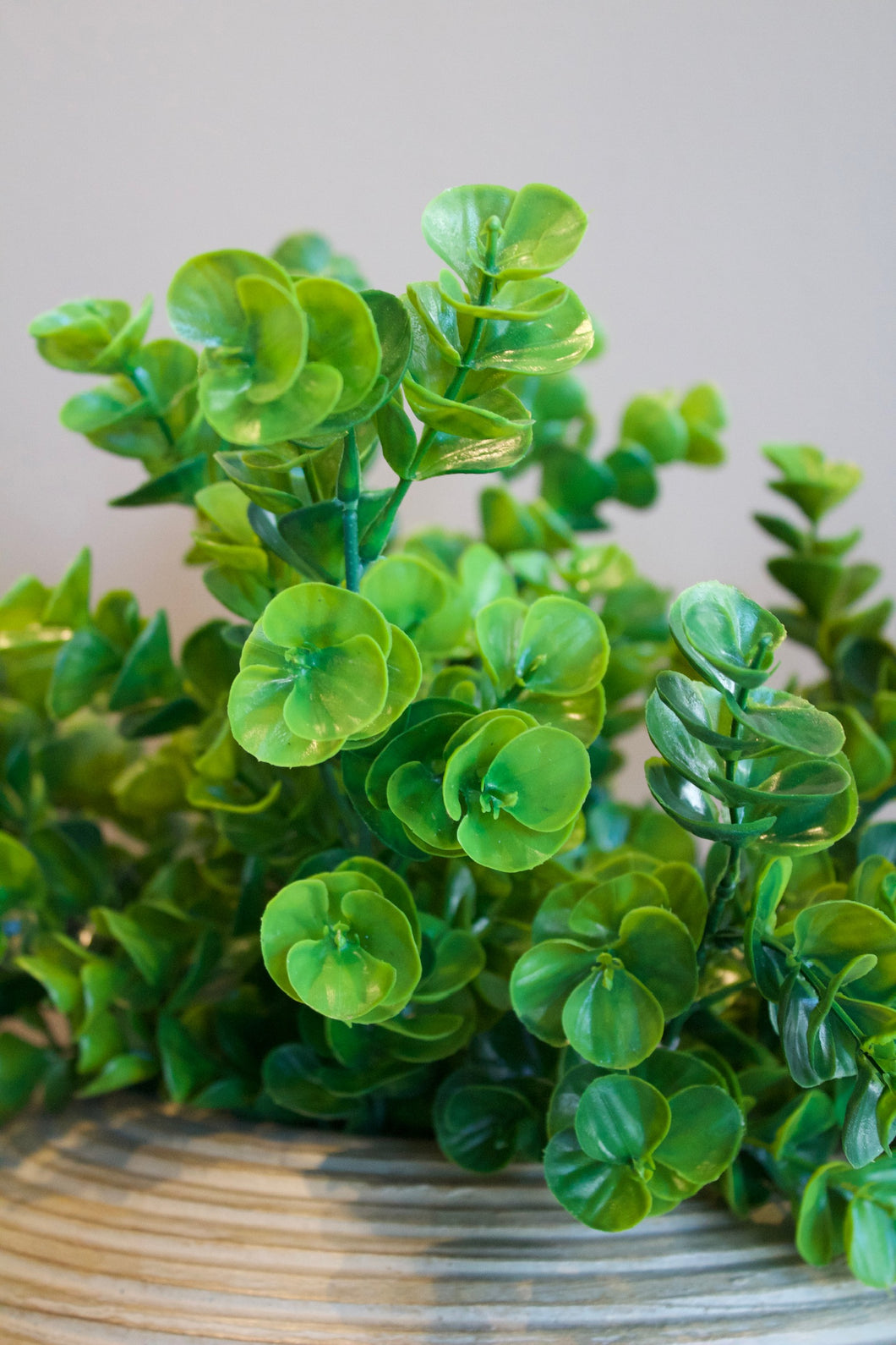 Planta [044]