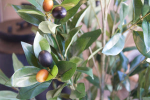 Planta Olivo Grande [062]