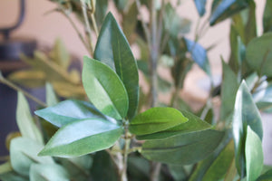 Planta Olivo Grande [062]