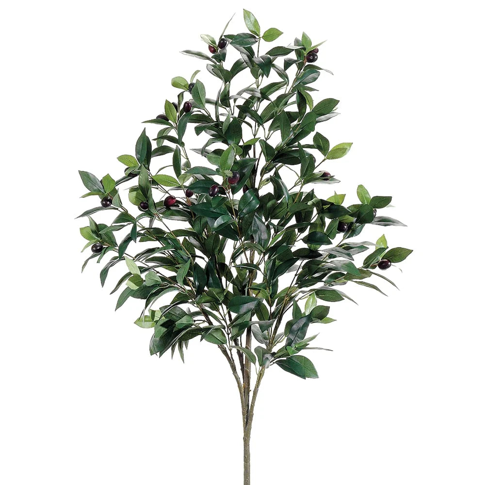 Planta Olivo Grande [062]